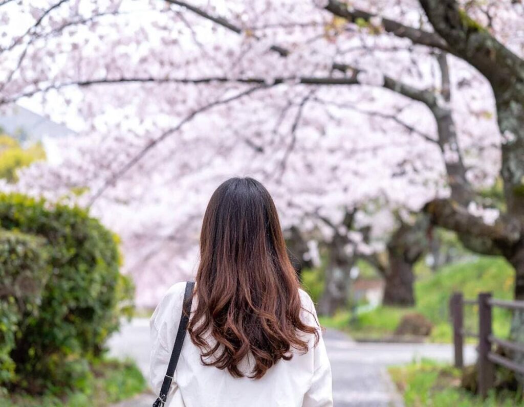 満開の桜並木を歩く若い女性の後ろ姿