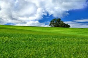 晩秋の青空と黄葉が残る枝の画像
